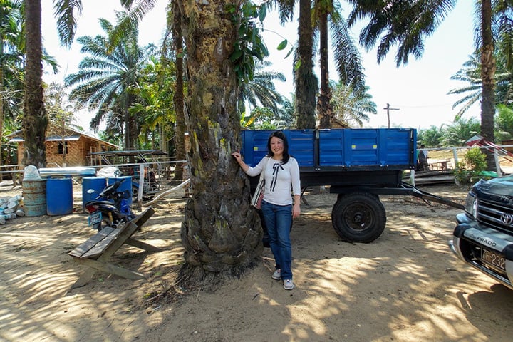 Detecting palm oil plantation land use in Myanmar